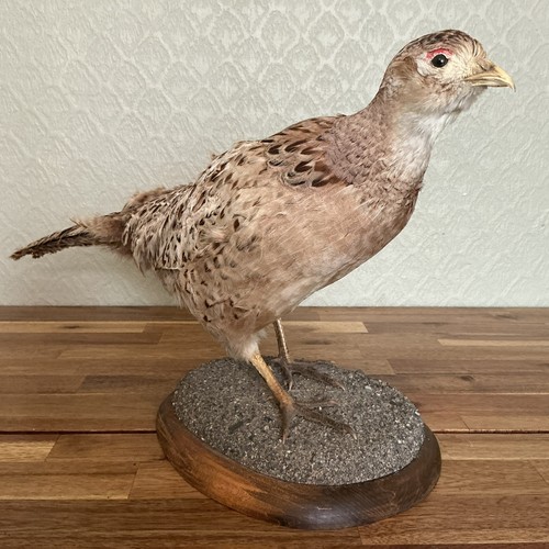 Ringneck female pheasant - female,