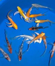 10 x 5-6" High Grade Butterfly