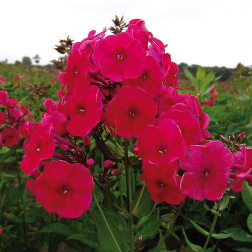 Garden phlox red riding - red, hood