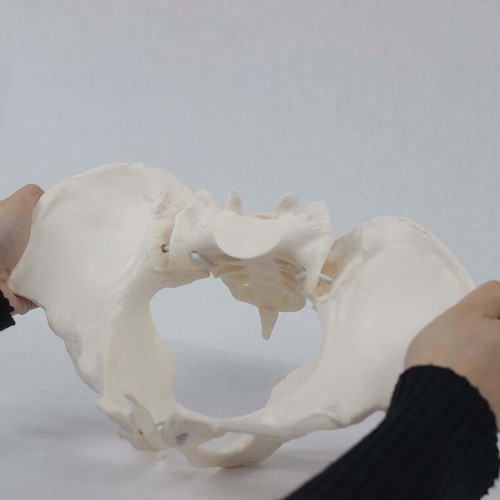 Female pelvis model adjustable - female,