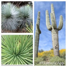 Arid Succulent Plant Seed Collection - Agave Striata - Blue Yucca - Giant Cactus