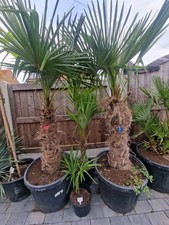 Trachycarpus Fortunei palms 6-7ft Hardy  - 15c Tropical Garden Plants Palm Trees