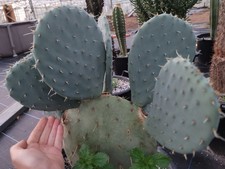 Large Opuntia Robusta X Engelmani Cutting, Large Cuts! Rare Collectors Cactus.