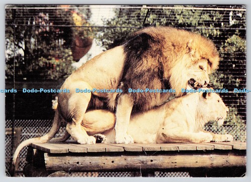 L350986 paradise wildlife - l350986,