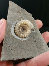 Large Calcite promicroceras