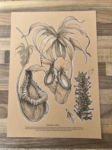 Nepenthes villosa white - villosa,