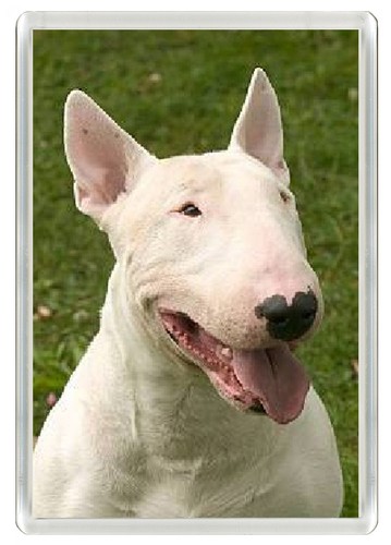 Bull terrier dog - terrier, fridge