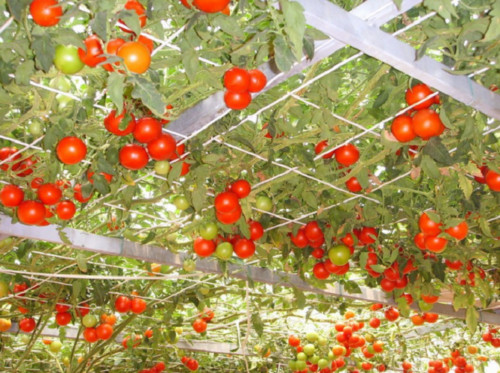 Seeds tree plant - 25, giant