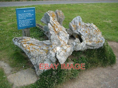 Photo whale bone croyde - photo, bay