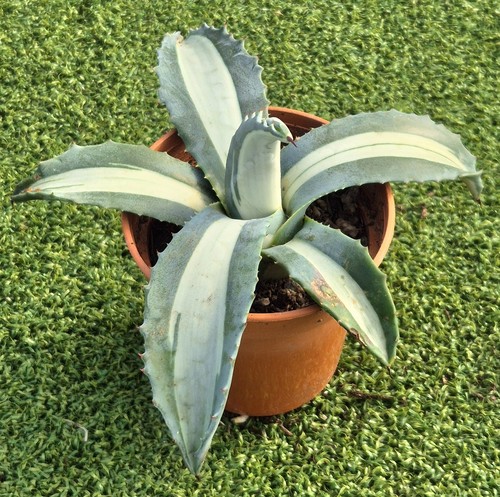 Agave mediopicta alba 7cm - 'mediopicta,