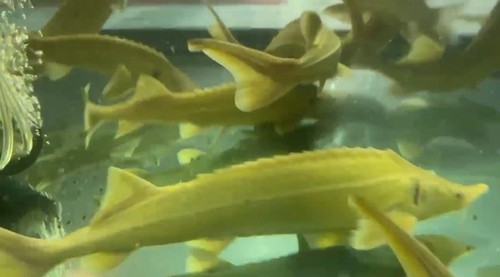 Live albino sterlet sturgeon - live,