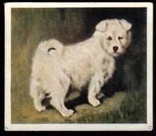 Tobacco Card, Godfrey Phillips, OUR PUPPIES, 1936, Samoyed, #22