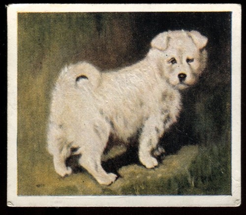 Tobacco card godfrey - tobacco, card,