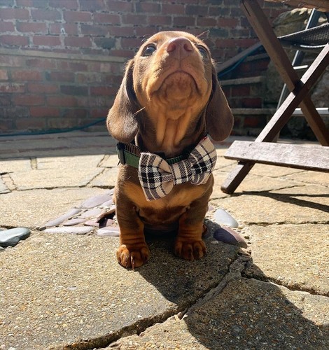 Handmade bow tie for dog - for, comic