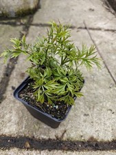 Sambucus nigra Golden Tower