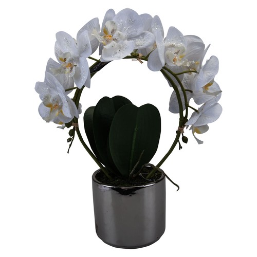 Phalaenopsis potted plant - phalaenopsis,