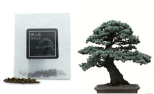 30 Blue Spruce Bonsai Seeds | Grow Your Own Bonsai Tree | Bonsai Beginners Gift