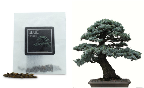 Blue spruce bonsai seeds - spruce,