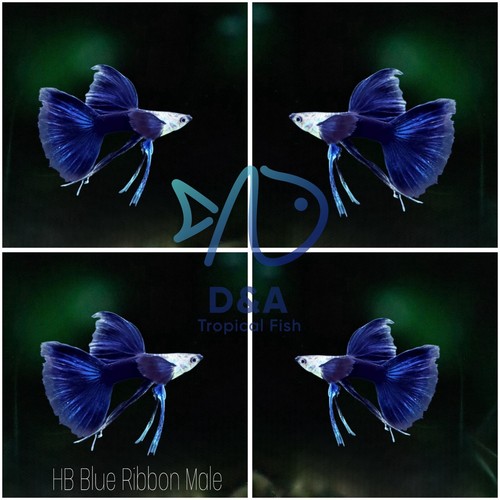 Trio blue ribbon - blue,
