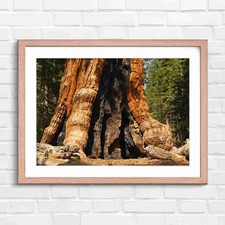 Massive Burnt Sequoia Tree