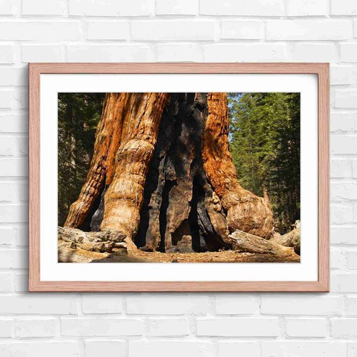 Massive burnt sequoia tree - massive,