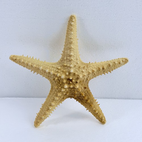 Vintage real dried - 9", starfish
