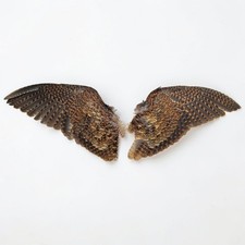 Pair of Dried Woodcock Wings
