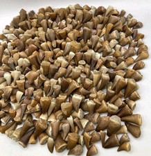 1.3 Inch 100 Mosasaur Teeth Fossils Authentic Cretaceous Marine Reptile Morocco