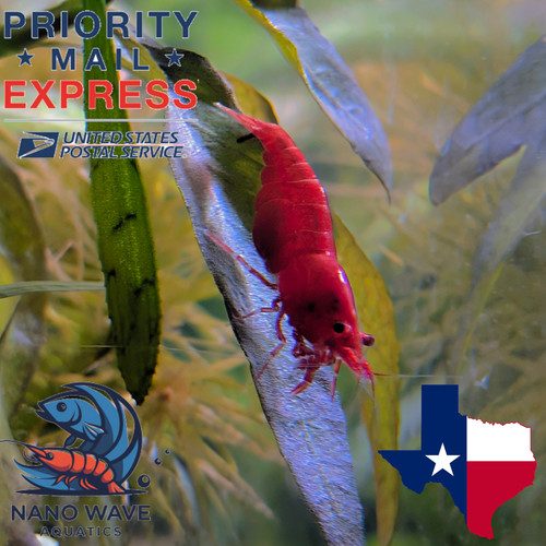 Bred red cherry neocaridina - red,