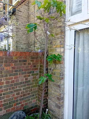 Fig tree potted - tree, 3-4m