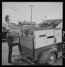 Photo:Cowboy Loading Steer