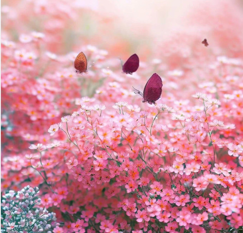 Gypsophila rose - gypsophila,
