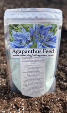 Agapanthus Plant Feed- Get