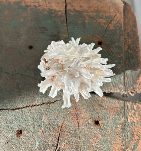 Rare conch shell clam cm - rare,