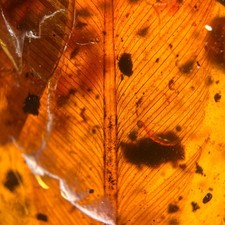 FEATHER in Burmese / Burmite