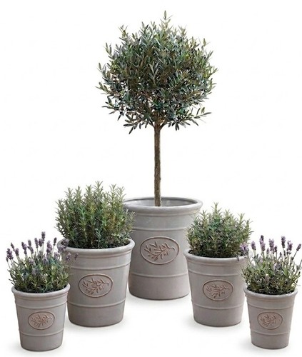 Garden plant pots - plant,