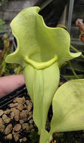 Sarracenia rosea - (purpurea),