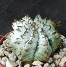 Euphorbia Horrida 'Snowflake' select form 4.8cm collectors succulent / cactus