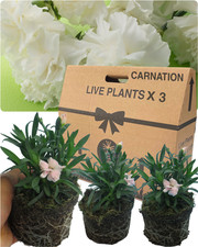 Large White Carnation Plants - Ready to Plant in Your Garden, 10.5cm Pot Size
