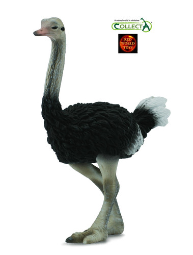 Ostrich bird toy model - bird,