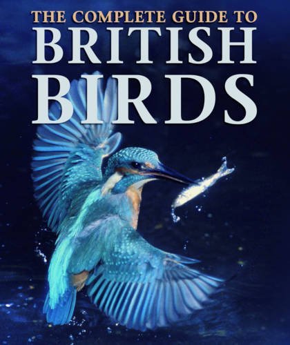 British birds focus - birds, on
