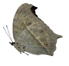 Salamis parhassus papered