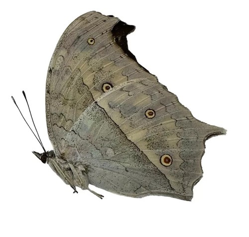Salamis parhassus papered