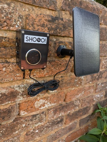 Audio bird scarer for pigeons - audio,