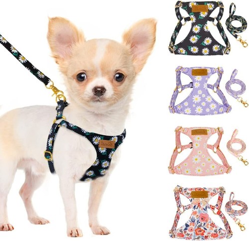 Puppy harness and leash - and,