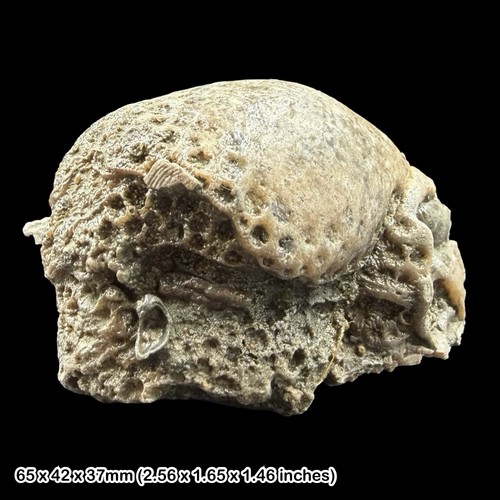 Holocystis elegans fossil - holocystis,