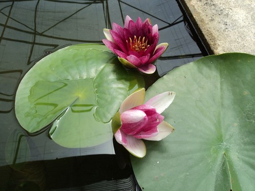 Nymphaea rembrandt water - nymphaea,