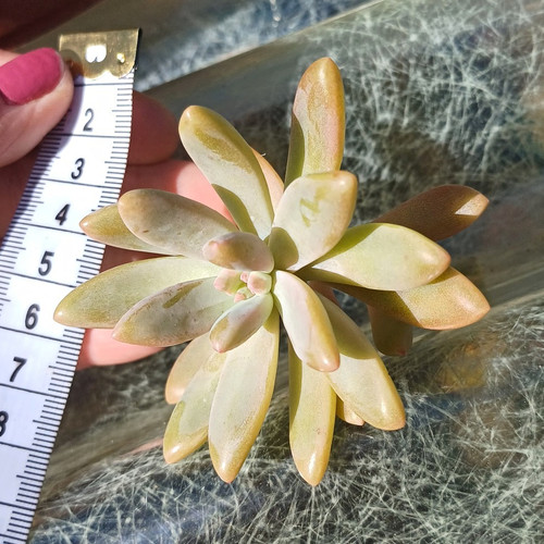 Green yellow succulent rosette - yellow,