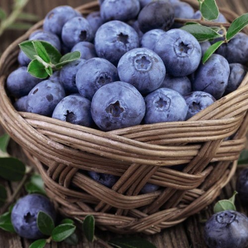 Blueberry bluecrop hardy - 'bluecrop',