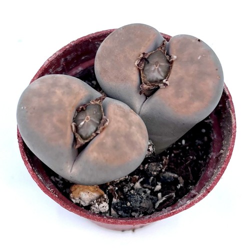 Large lithop living - lithop, stones